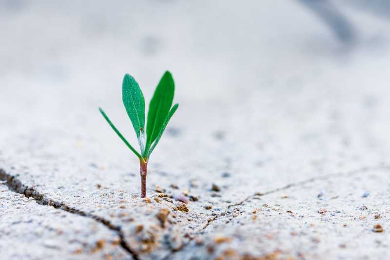 A plant growing on desert - a symbol of making someting out of nothig