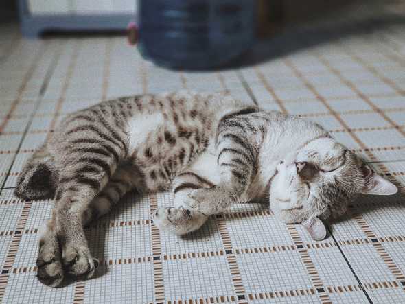 A cat sleeping in a comfortable position A cat sleeping in a comfortable position